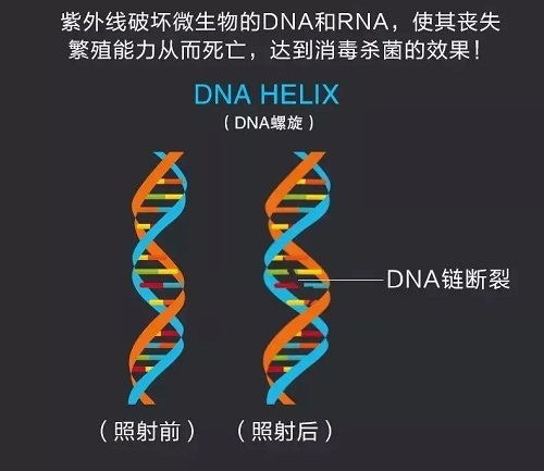 紫外線殺菌原理