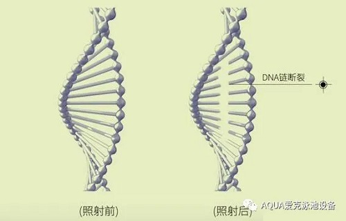 紫外線殺菌原理圖示