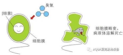 ↑臭氧殺菌原理示意圖